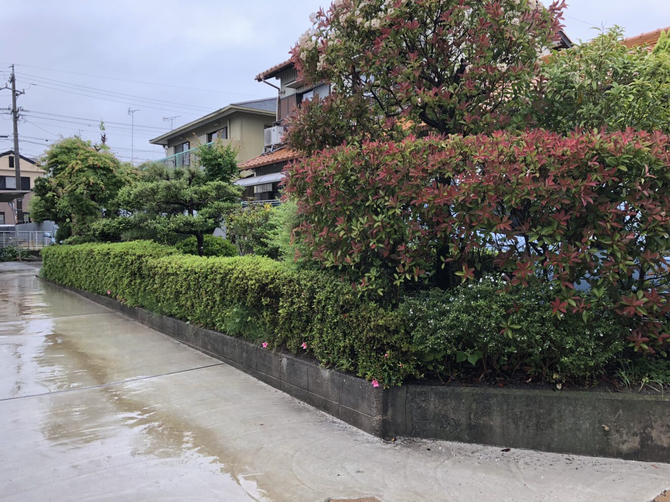 写真：フェンス施工前の生垣