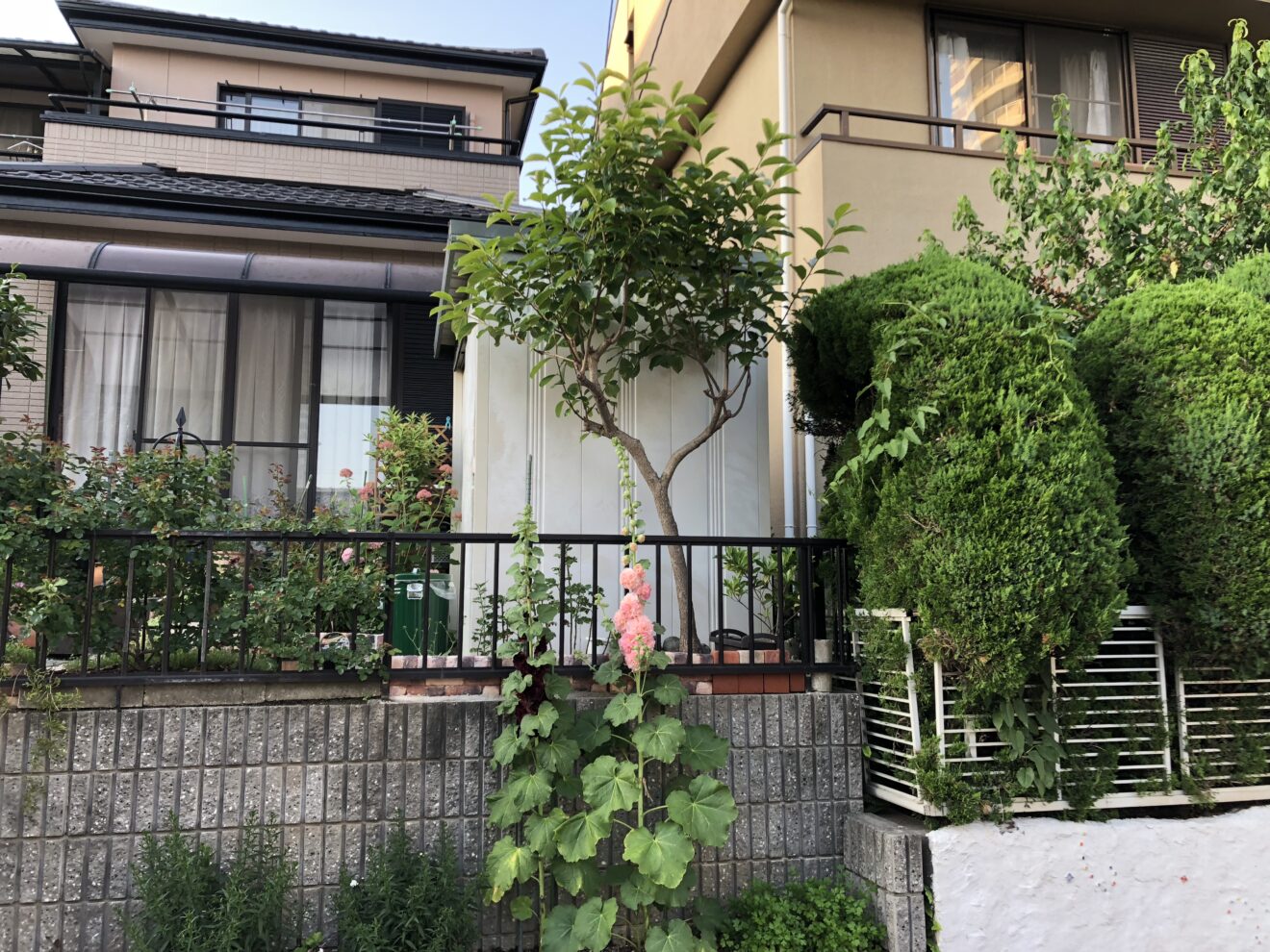 写真：樹木抜根前02