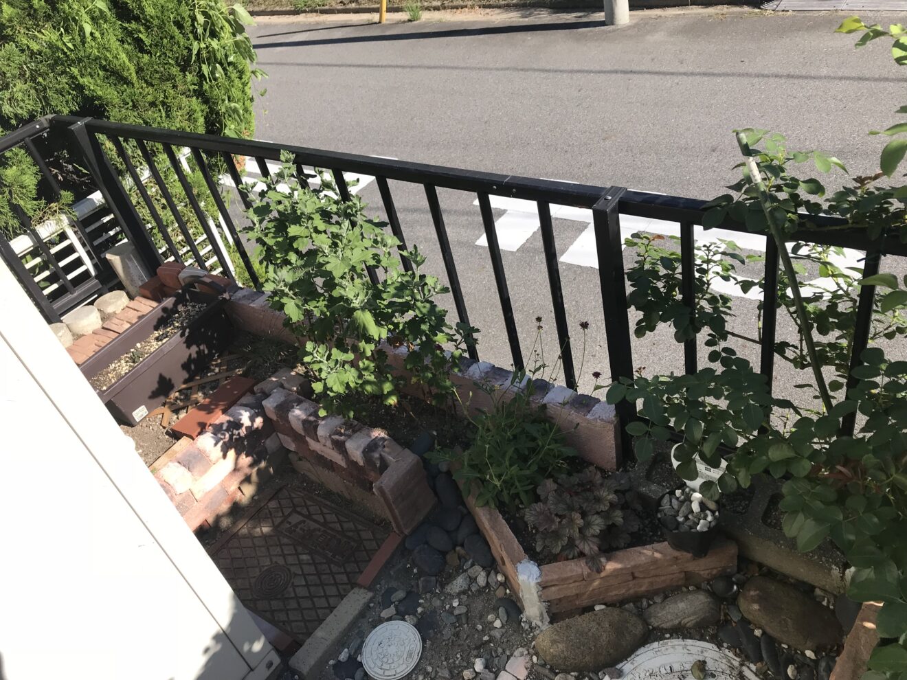 写真：樹木抜根後01