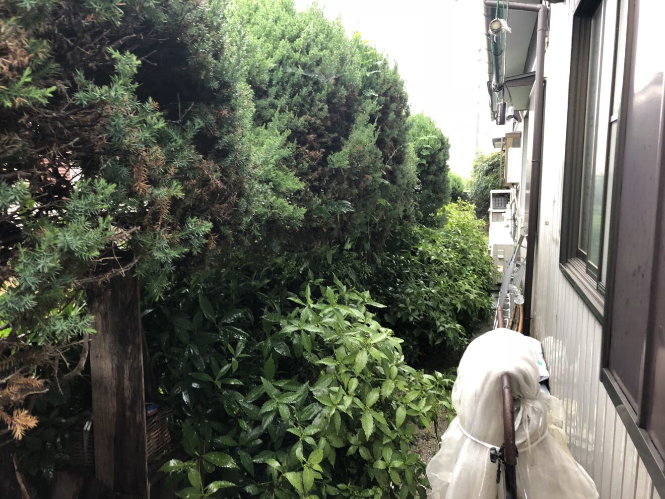 写真：樹木伐採前の庭01 - 福田造園の施行事例（愛知県豊田市）