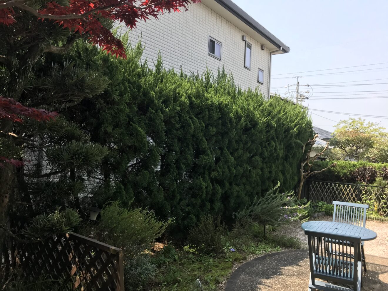 写真：撤去前の生垣01 - 福田造園の施行事例（愛知県岡崎市）