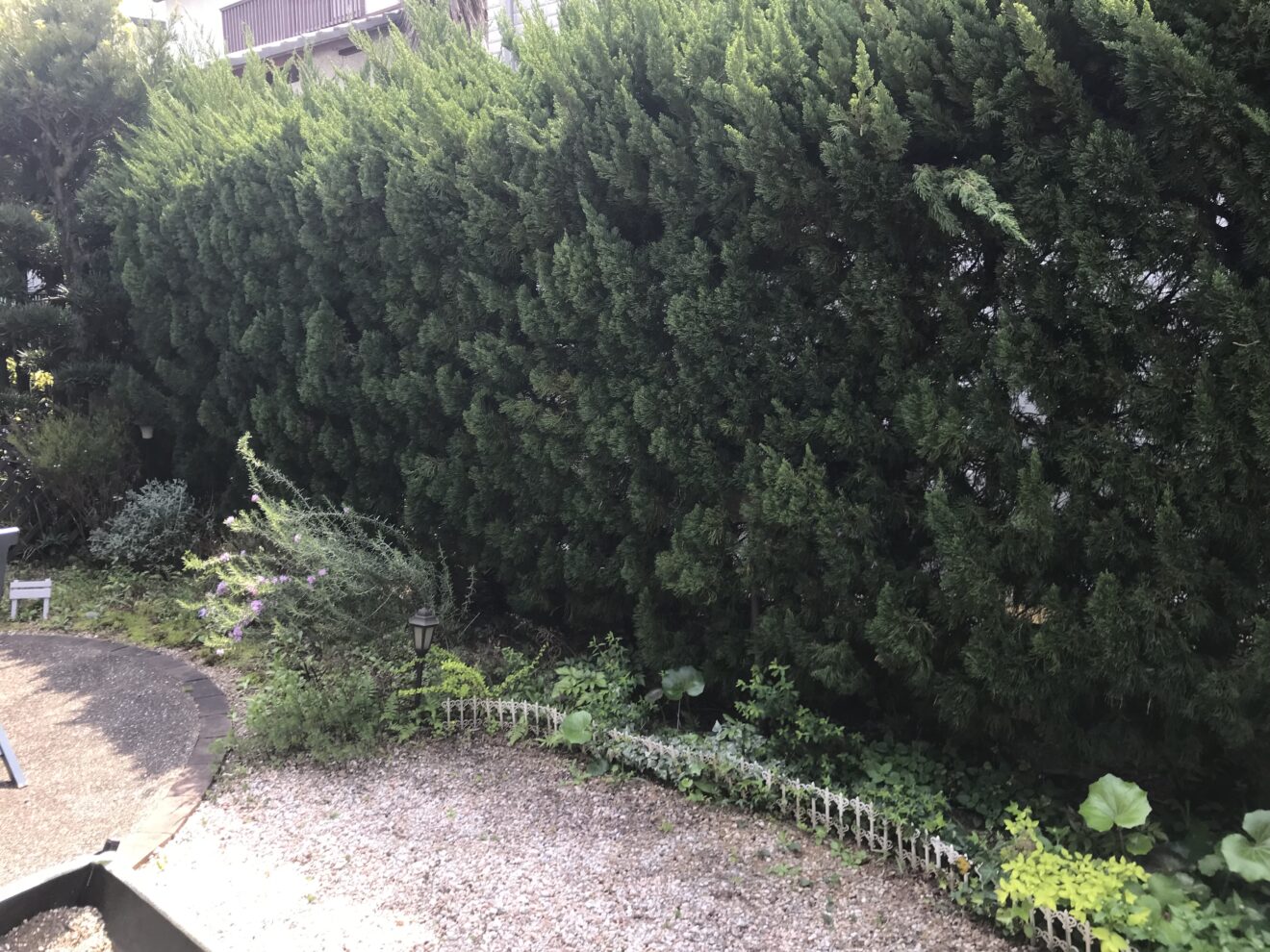 写真：撤去前の生垣02 - 福田造園の施行事例（愛知県岡崎市）