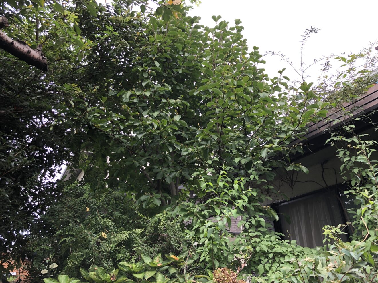 写真：剪定前の樹木02