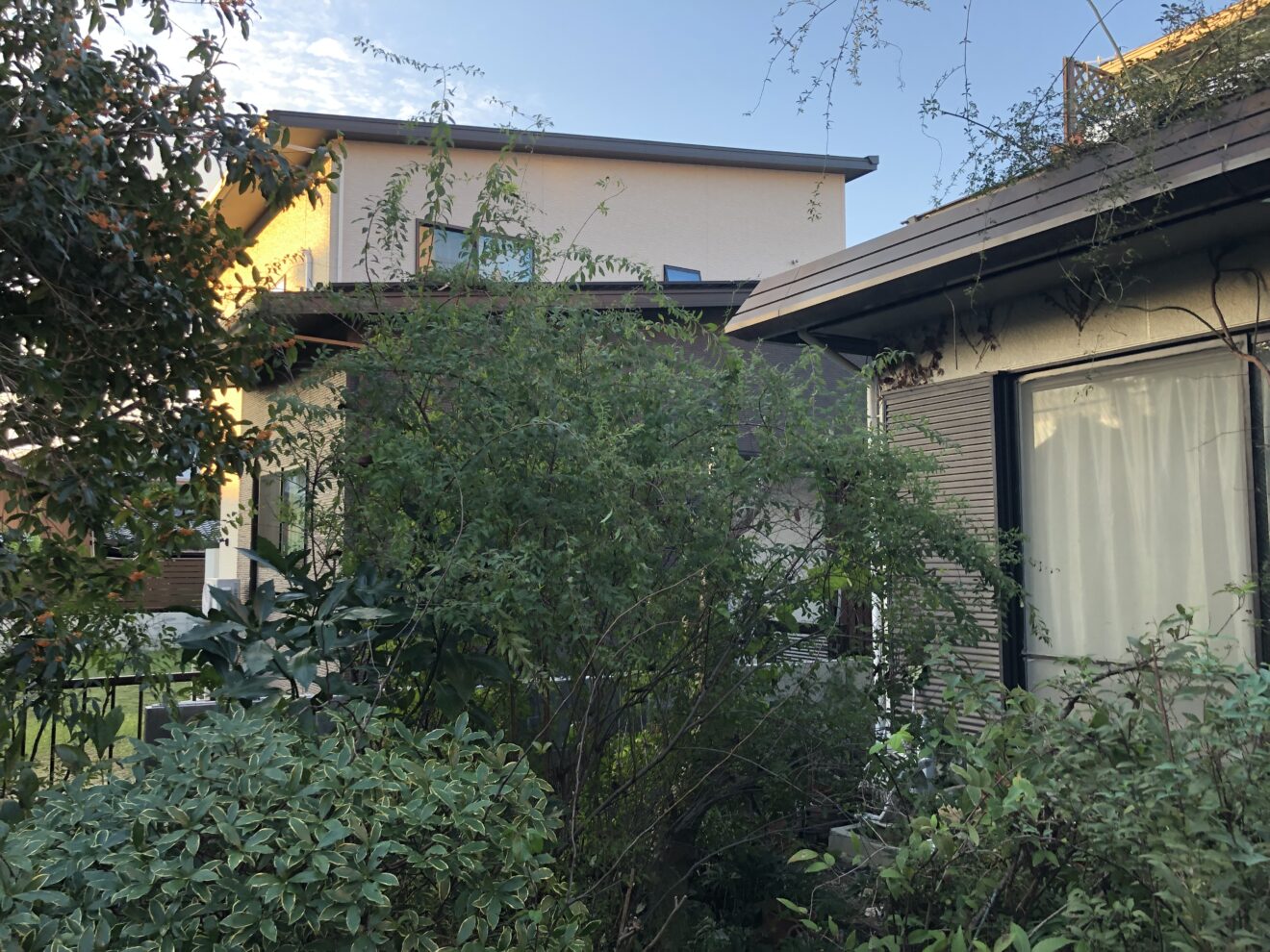 写真：剪定後の樹木02