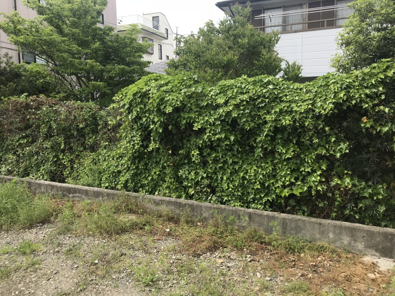 写真：撤去前の樹木02 - 福田造園の施行事例（愛知県岡崎市）