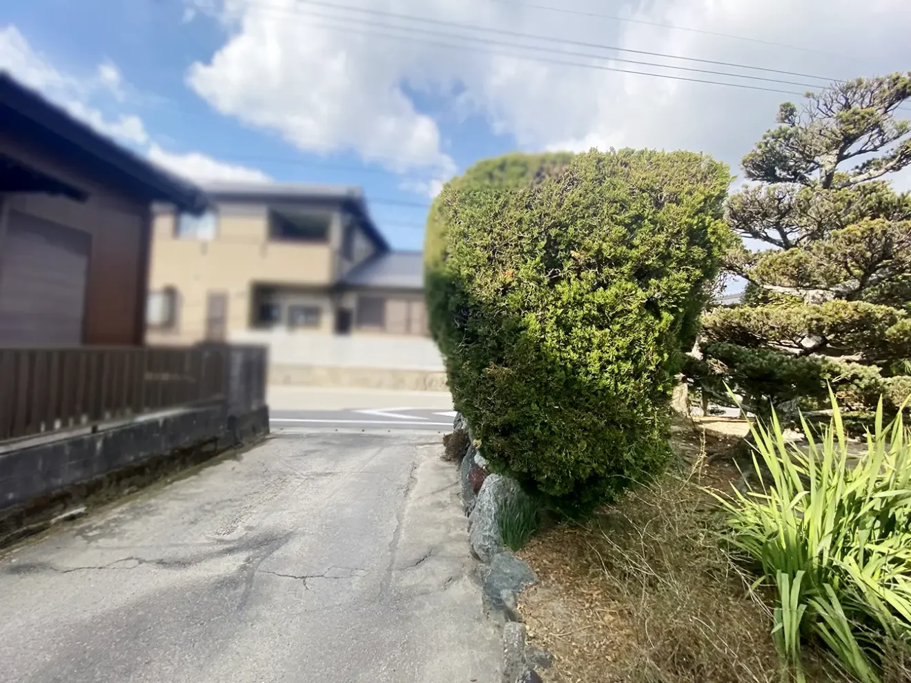 写真：撤去前の生垣